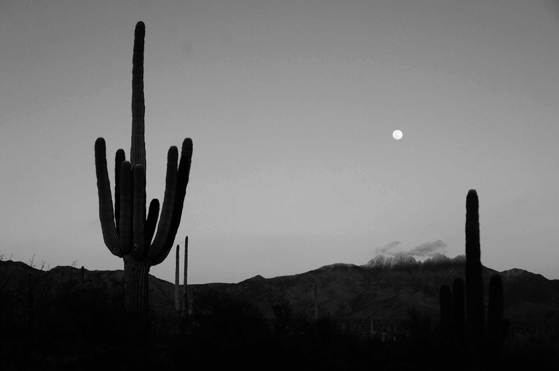 Black and white silhouette of saguaro cacti under a moonlit night sky in Arizona's desert landscape.