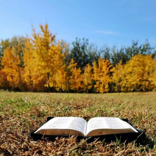 An open Bible on grass in a sunny autumn meadow surrounded by vibrant fall foliage, daily devotion