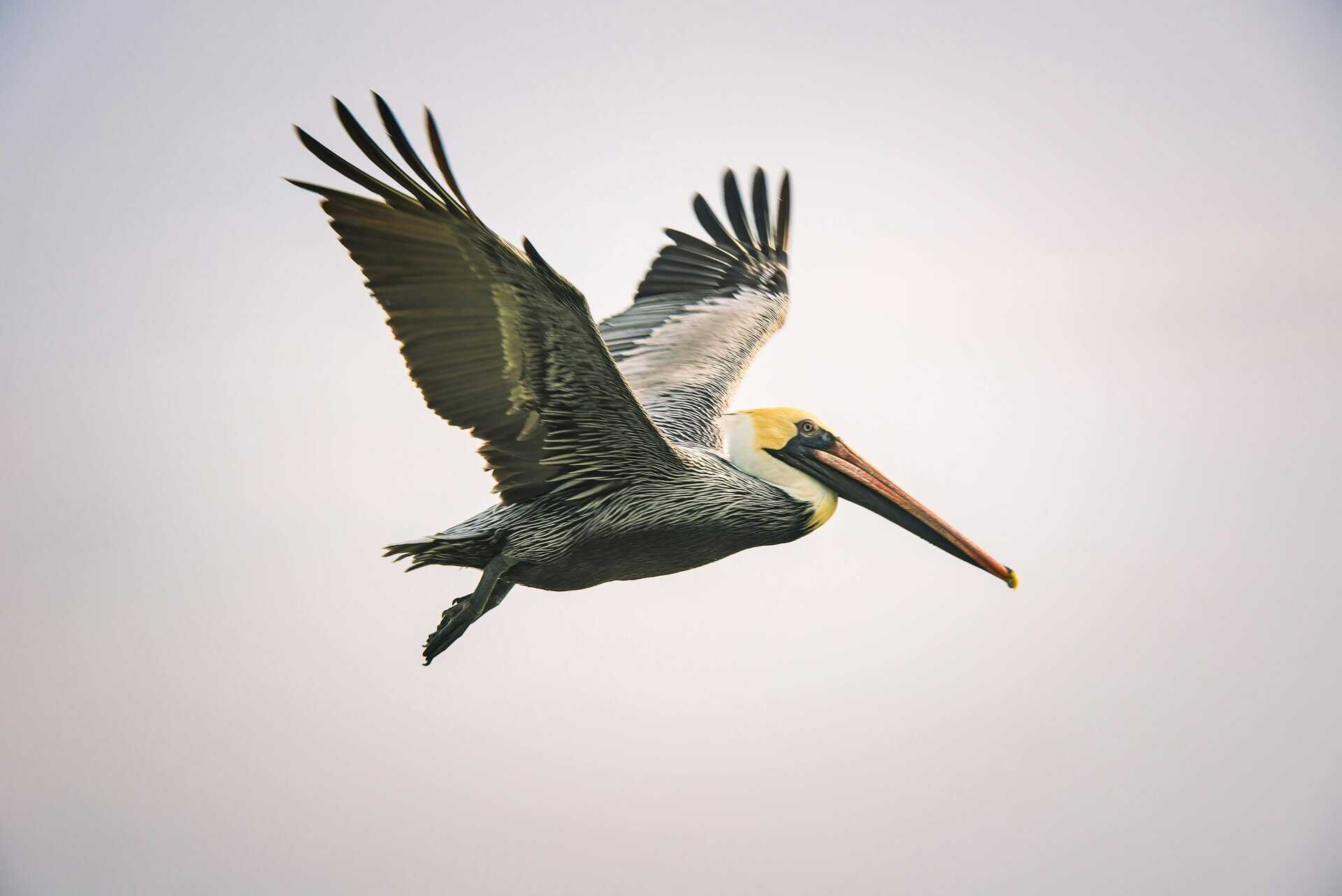 Brown pelican soaring gracefully against a clear sky in Fort Walton Beach, Florida. Beachcombing for fall travel.