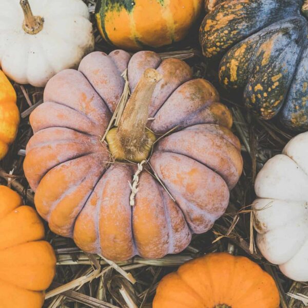 A vibrant assortment of pumpkins in different colors and shapes displayed on straw. Perfect for autumn themes.