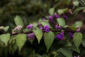Close-up of beautyberries with raindrops on leaves, showcasing vivid purple hues. Don't prune in the fall.