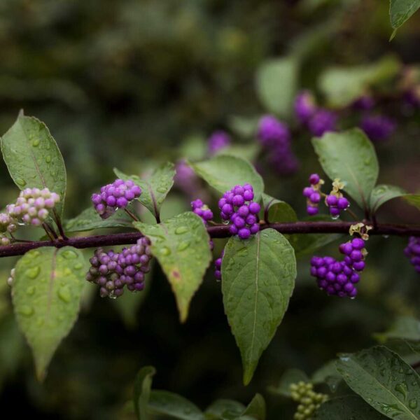 Close-up of beautyberries with raindrops on leaves, showcasing vivid purple hues. Don't prune in the fall.