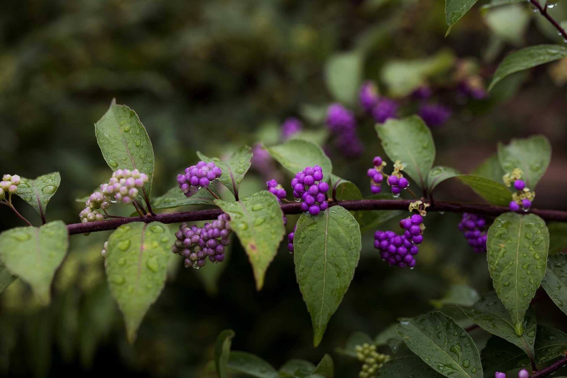Close-up of beautyberries with raindrops on leaves, showcasing vivid purple hues. Don't prune in the fall.