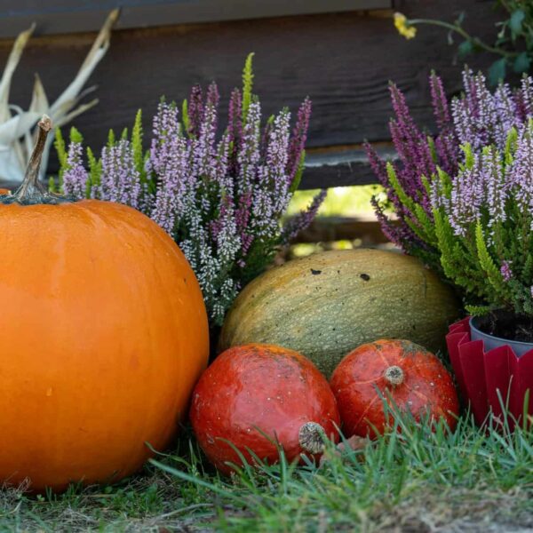 Colorful autumn scene with pumpkins and flowering plants on a farm. fall garden prep, blooming spring.