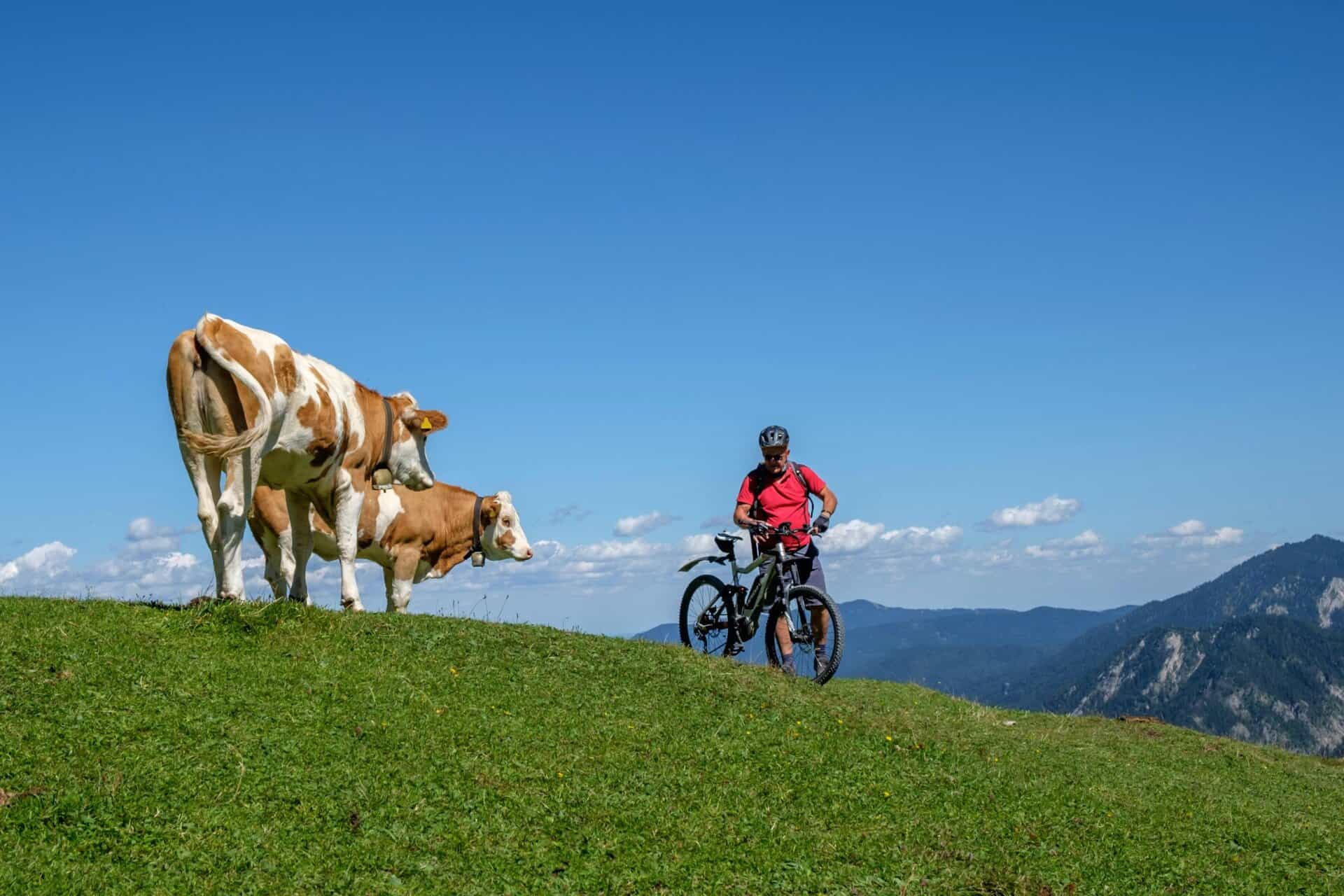 A cyclist meets cows on a sunny day in the scenic Bavarian mountains.