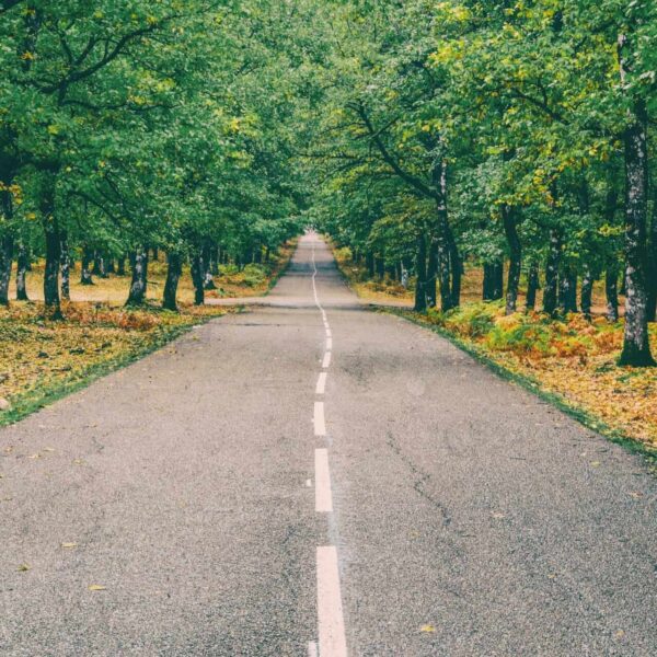 Peaceful road through vibrant autumn forest in Ilia, Greece with golden leaves. Lincoln Continental
