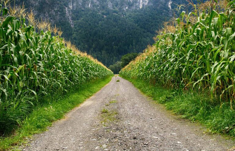 A serene cornfield path in Schwambach, Austria, with lush greenery and mountain backdrop. Corn mazes, fall fun.