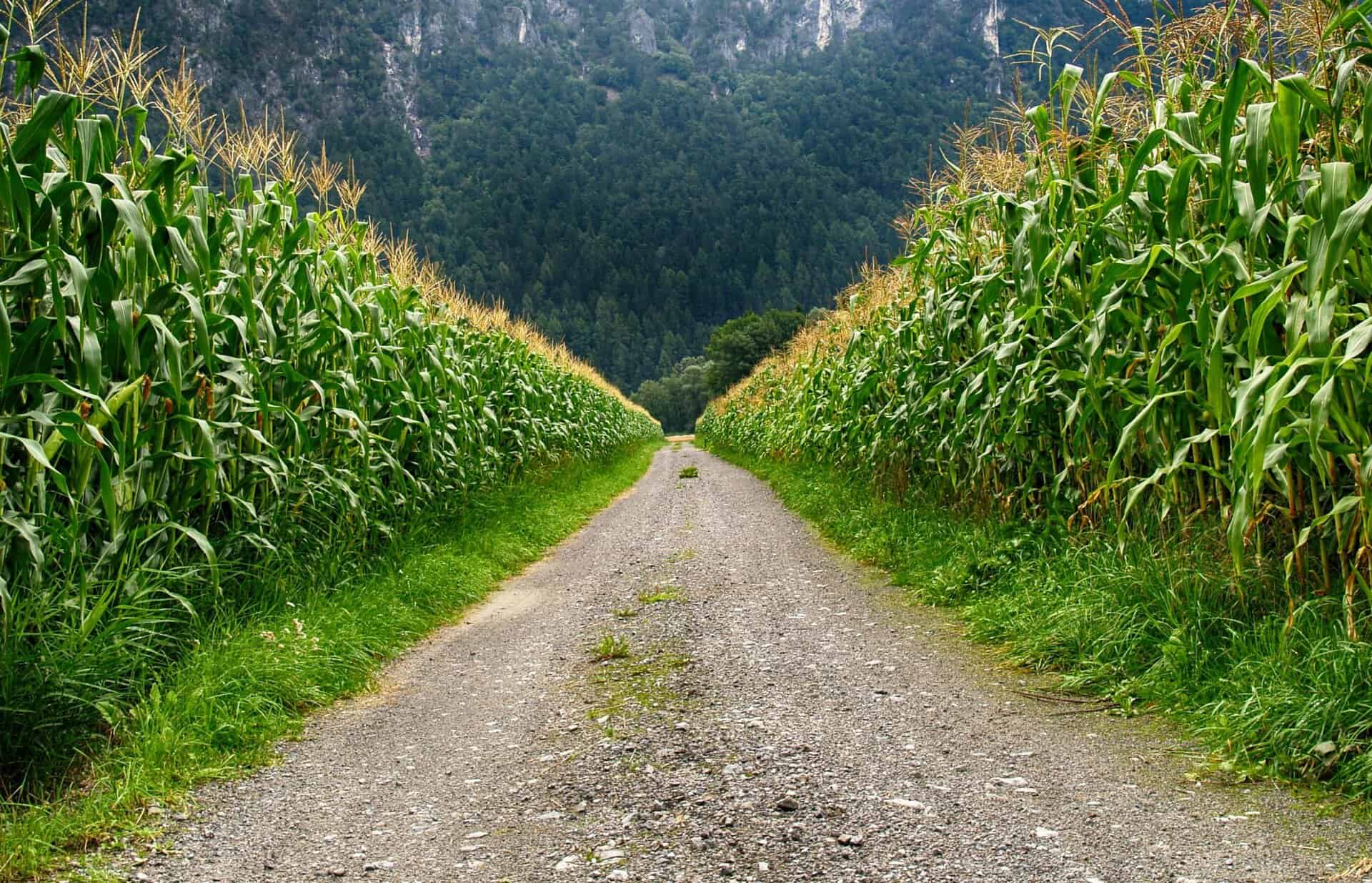 A serene cornfield path in Schwambach, Austria, with lush greenery and mountain backdrop. Corn mazes, fall fun.