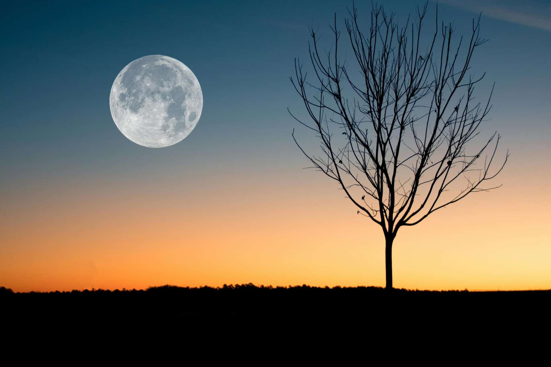 A calming image of the full moon rising over a tree silhouette during twilight. Ophiuchus weekly forecast.