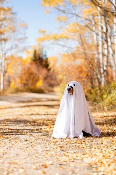 DIY Dog Halloween Costumes