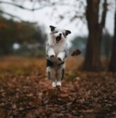 Nature getaways for after Thanksgiving.