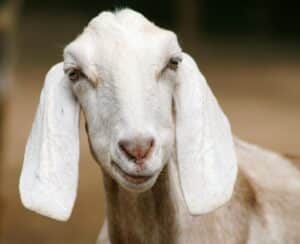 Capricorn is facing a structural shift and creativity comes knocking.