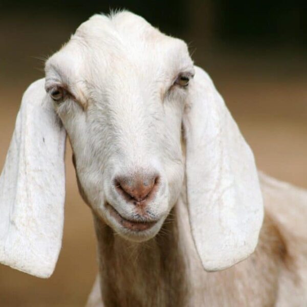 Capricorn is facing a structural shift and creativity comes knocking.