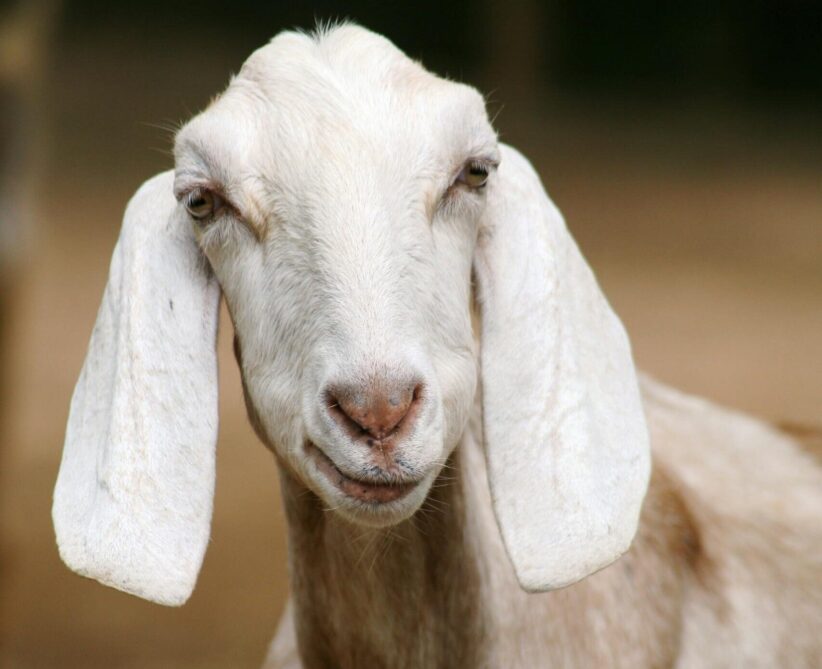 Capricorn is facing a structural shift and creativity comes knocking.