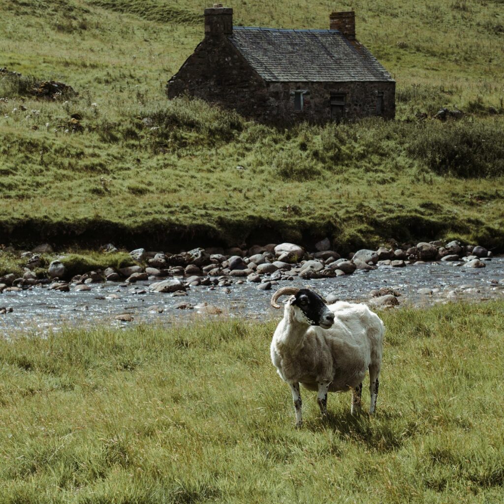 A serene rural landscape featuring a sheep grazing near a stone cottage by a river. representing the sign of Capricorn.