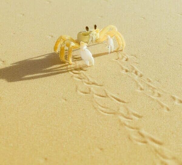 A golden crab representing the astrological sign of Cancer.