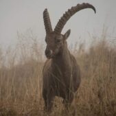 A wild goat with impressive horns stands in a foggy grassland, capturing the essence of wildlife and nature and the sign of Capricorn.