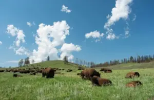 Herd of bison in Custer State Park, SD, native-owned food brand