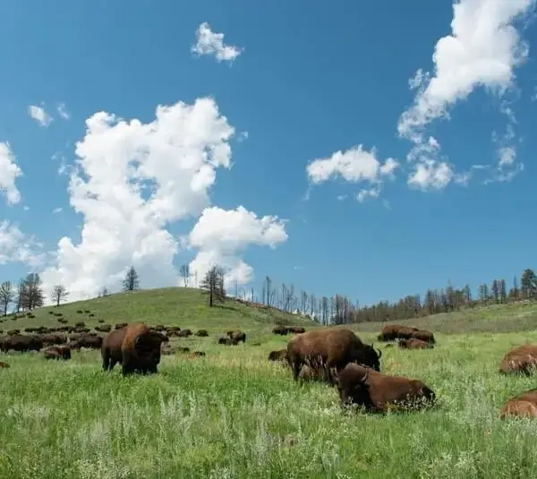 Herd of bison in Custer State Park, SD, native-owned food brand