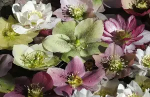 Floating Helleborus, winter flowers, November flowers
