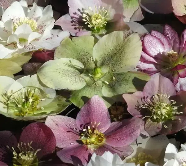 Floating Helleborus, winter flowers, November flowers