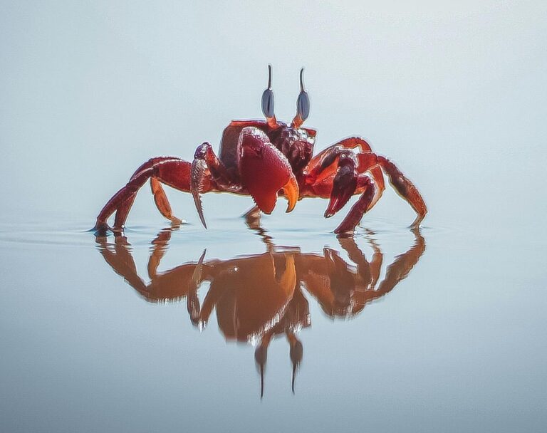 Cancer, this is a time of reflection.