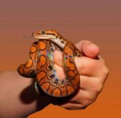 Ophiuchus weekly horoscope, the snake charmer.