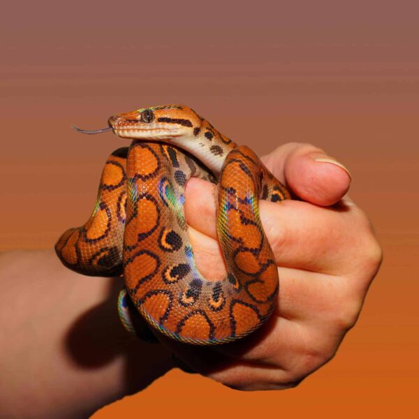 Ophiuchus weekly horoscope, the snake charmer.