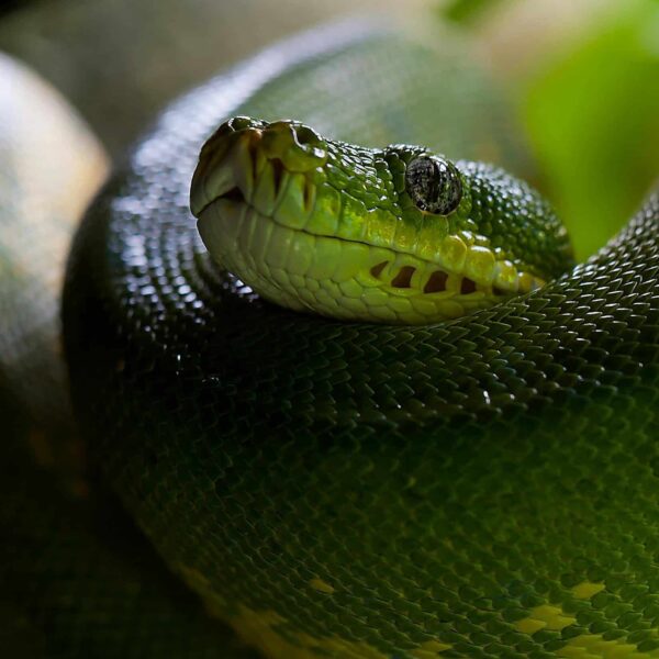 Ophiuchus, now is a time to hide and watch, be still.