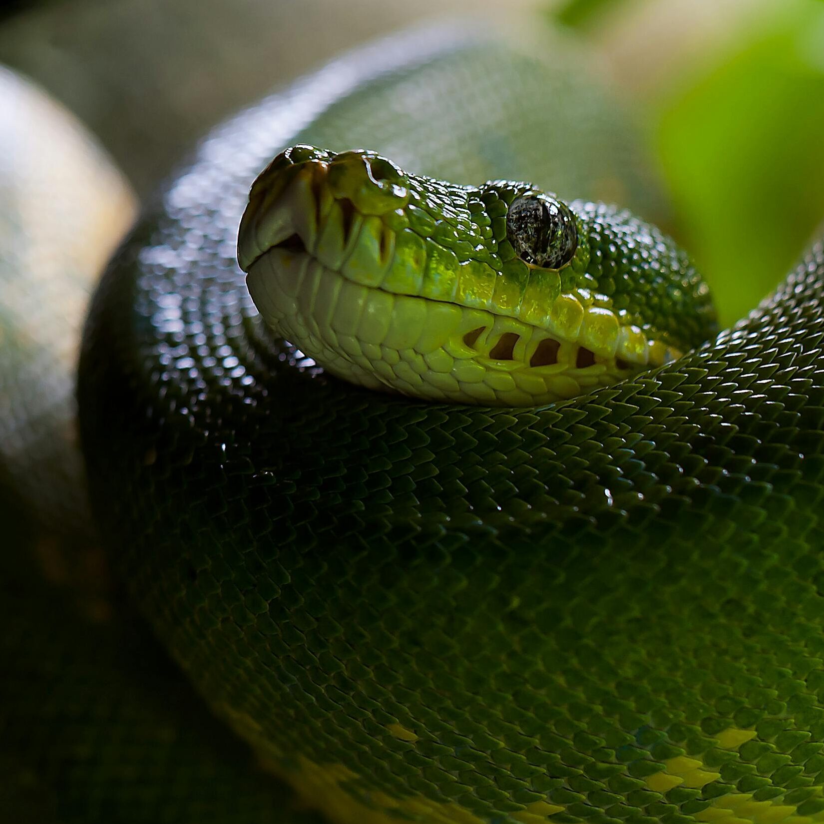 Ophiuchus, now is a time to hide and watch, be still.