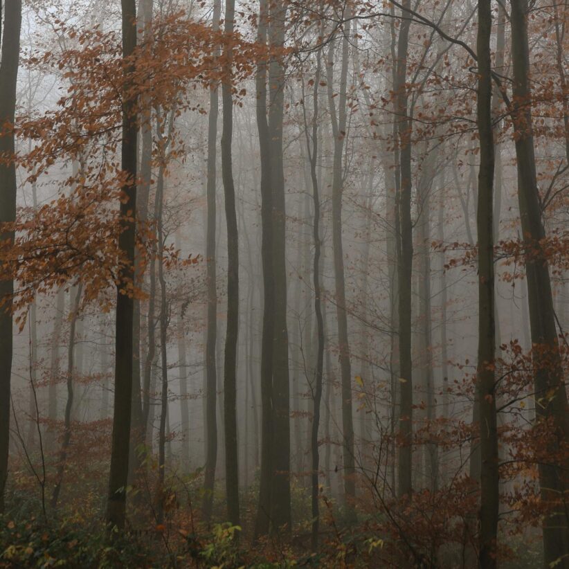 Volunteering in November offers more than seasonal goodwill—it can boost your mental health, ease loneliness, and reconnect you with purpose during a time when many feel isolated or overwhelmed.