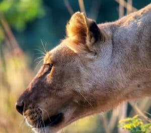 Leo getting ready for a slow burn this week.