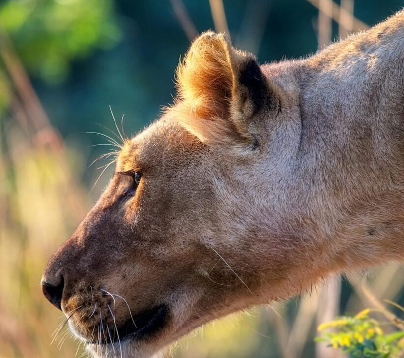 Leo getting ready for a slow burn this week.