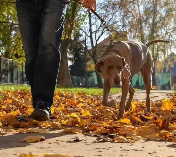 A person walking a dog in the fall / Thanksgiving fitness tips