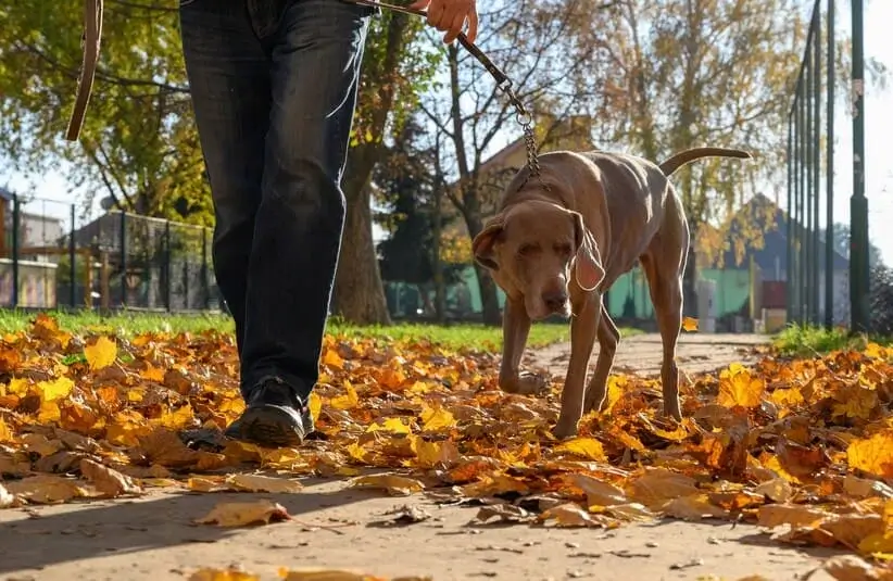 A person walking a dog in the fall / Thanksgiving fitness tips