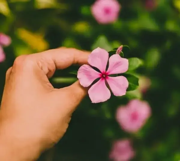 close-up of a person holding a pink periwinkle flower, mental wellness