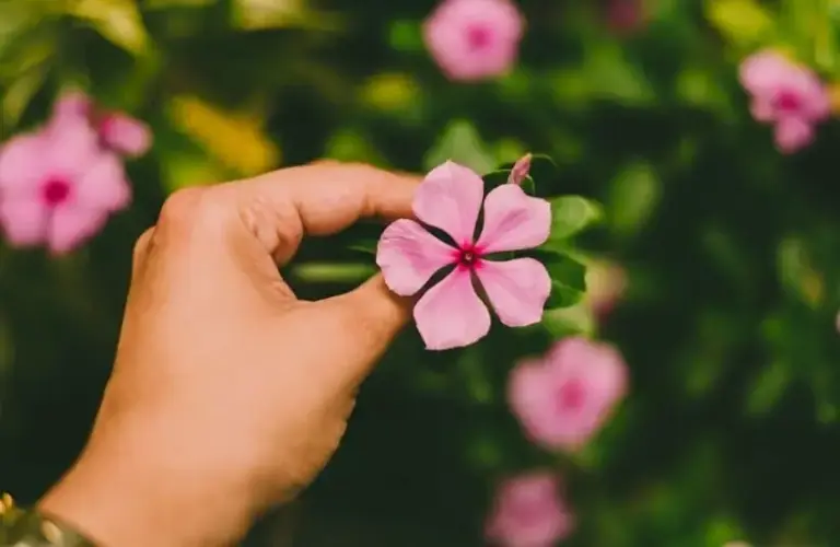close-up of a person holding a pink periwinkle flower, mental wellness