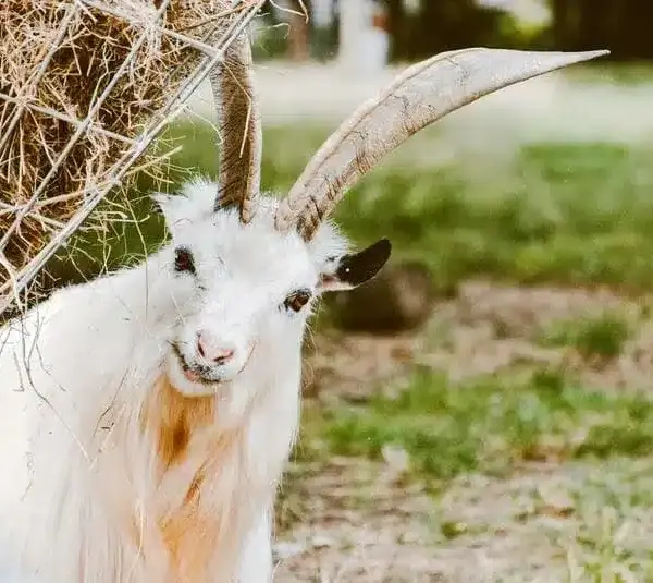 Capricorn represented by a comical horned goat.