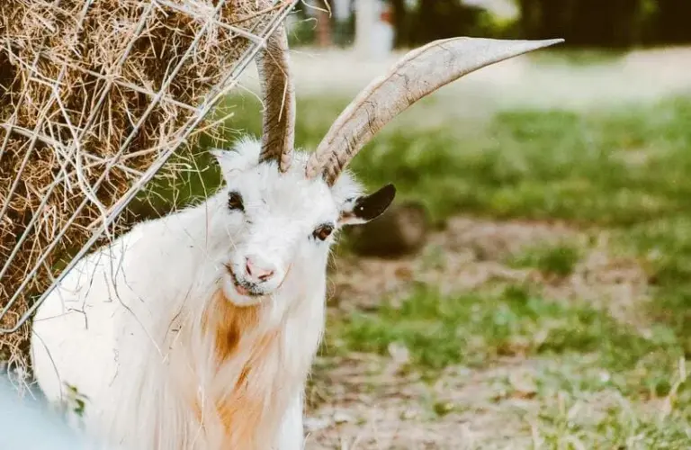 Capricorn represented by a comical horned goat.