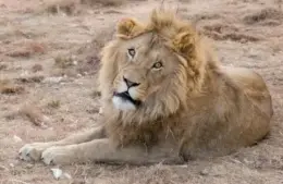 Theatrical, golden Leo the Lion.