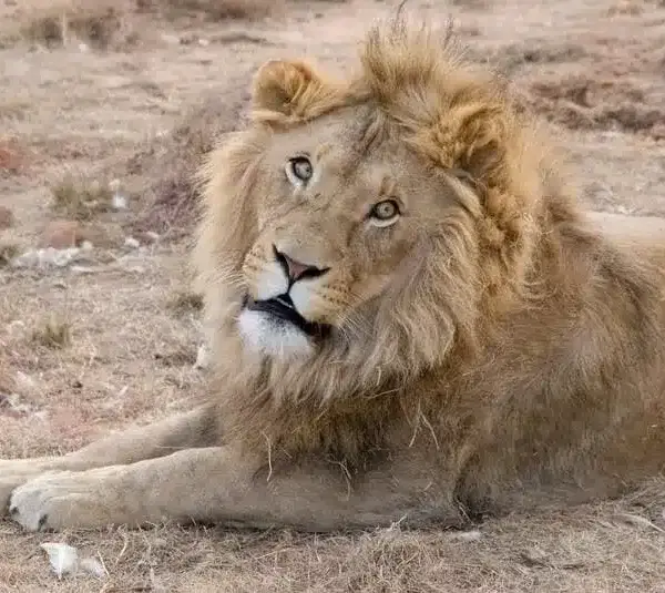 Theatrical, golden Leo the Lion.