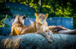 Lions seeming chill representing the sign of Leo.