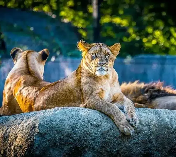 Lions seeming chill representing the sign of Leo.