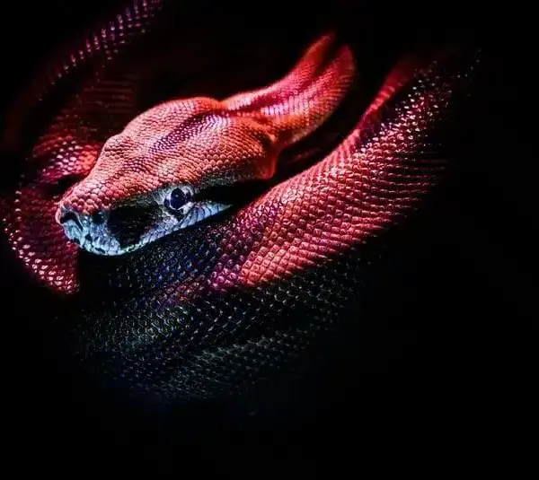 A red snake coiled in representation of Ophiuchus.