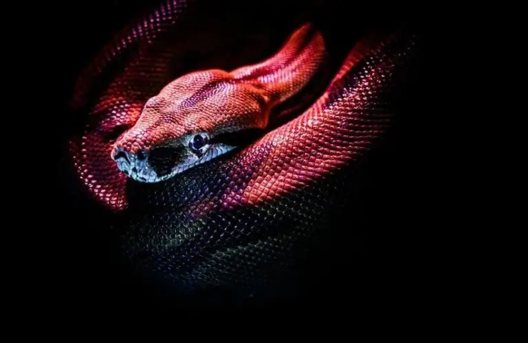 A red snake coiled in representation of Ophiuchus.