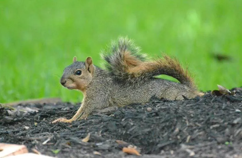 If the squirrel's splooting on your mulch, it must have been the right choice. 