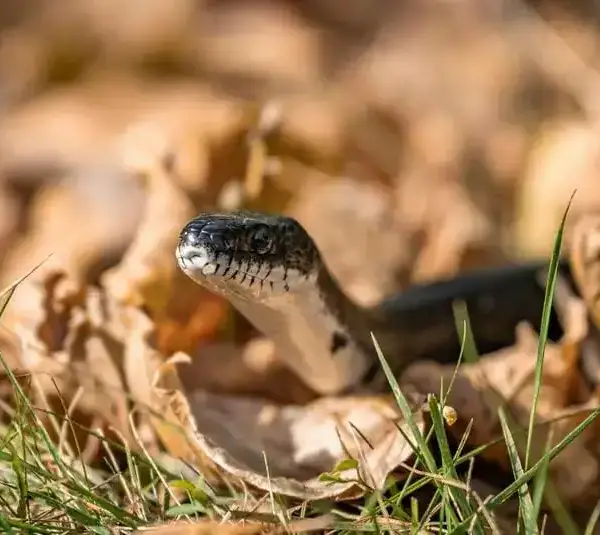 Close-up of Snake Amidst Autumn Leaves representing Ophiuchus