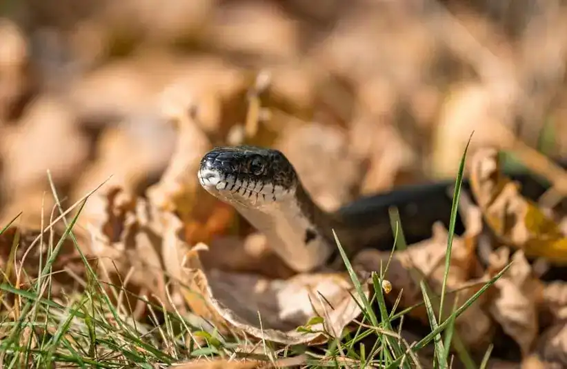 Close-up of Snake Amidst Autumn Leaves representing Ophiuchus