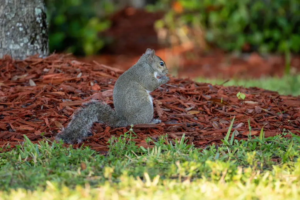 Gardeners are not the only ones saying goodnight to the garden. 