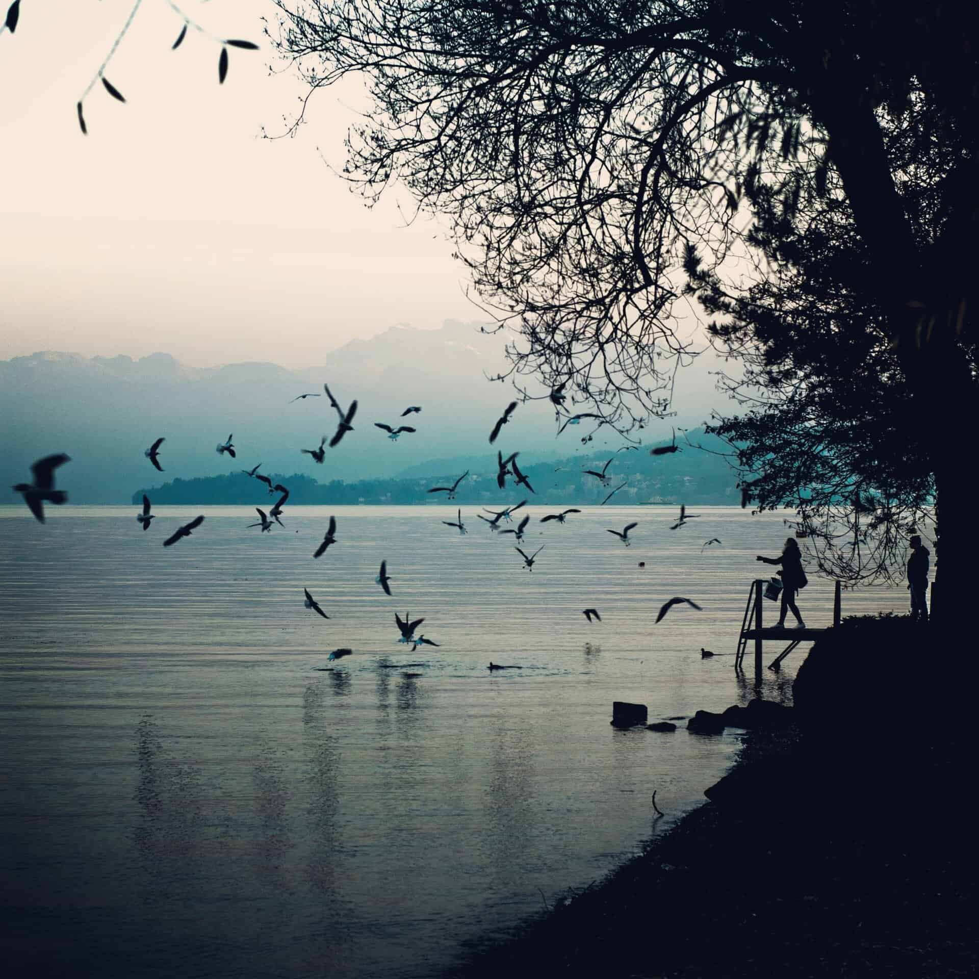 A tranquil lakeside scene in Zurich with birds flying near the water and silhouetted figures, captured at dusk. Switzerland leads the world in sustainable tourism. 